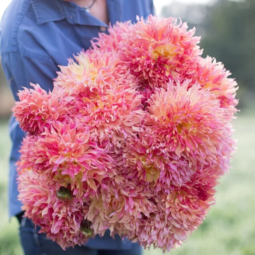 Büyük XXL Çiçekli Myrtle's Folly Dahlia Yıldız Çiçeği Soğanı Yumrusu (1 Adet)