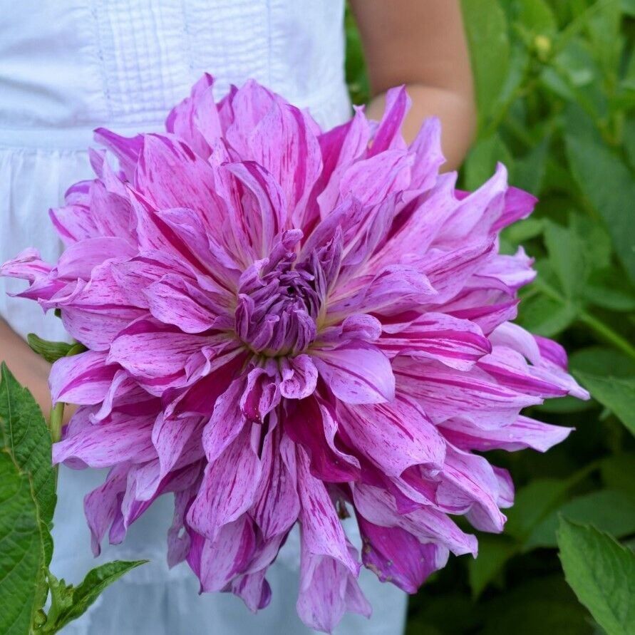 Büyük XXL Çiçekli Mom's Special Dahlia Yıldız Çiçeği Soğanı Yumrusu (1 Adet)
