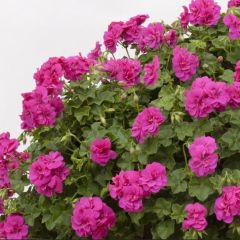 Grandeur Sarkıcı İvy Violet Sakız Sardunya Fidesi (1 adet)