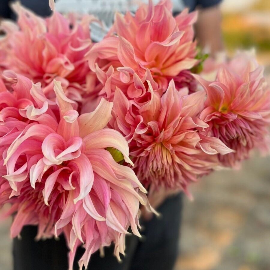 Büyük XXL Çiçekli Penhill Watermelon Dahlia Yıldız Çiçeği Soğanı Yumrusu (1 Adet)