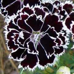 Dianthus Heddewigii Black White Karanfil Çiçeği (100 adet)