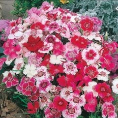 Dianthus Heddewigii Baby Doll Karanfil Çiçeği Tohumu(100 adet)