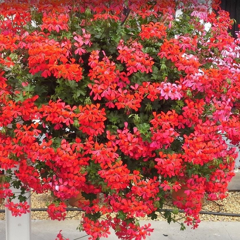 Ville De Paris Dark Pink Sarkıcı Sakız Sardunya Fidesi (1 adet)