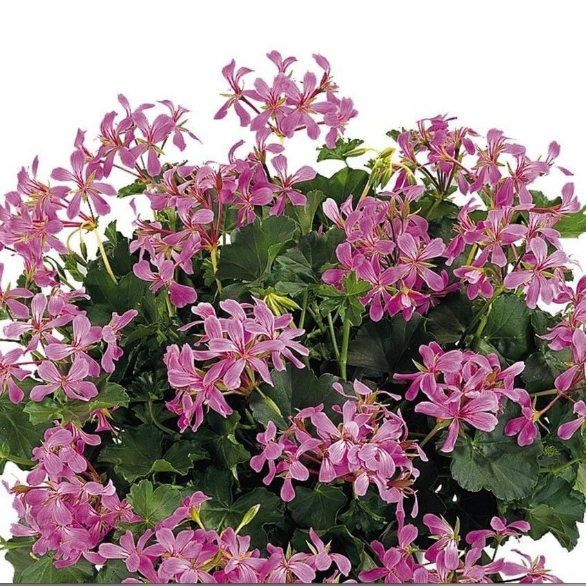 Ville De Paris Lilac Sarkıcı Sakız Sardunya Fidesi (1 Adet)