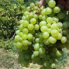 Tüplü Sauvignon Sugar Yellow  Blanc Üzüm Fidanı