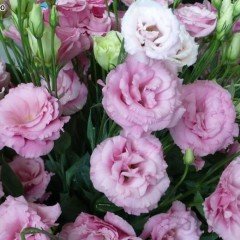 Katmerli Papillon Pink Blush Lisianthus Çiçeği Tohumu(10 tohum)