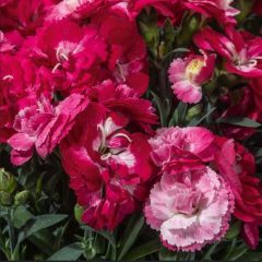 Kokulu Sweet Pleasure Rose Bicolor Karanfil Çiçeği Fidesi (1 adet)