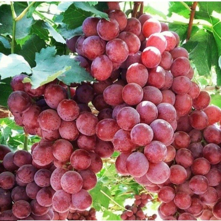 Tüplü Red Crimson Çekirdeksiz Üzüm Fidanı