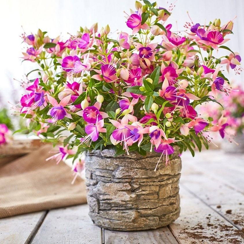 Rosy Violet 3 Renkli İri Çiçekli Küpe Çiçeği Fidesi (1 Fide)