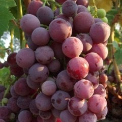 Tüplü Pink Gemre Üzüm(Asma-Bağ) Fidanı