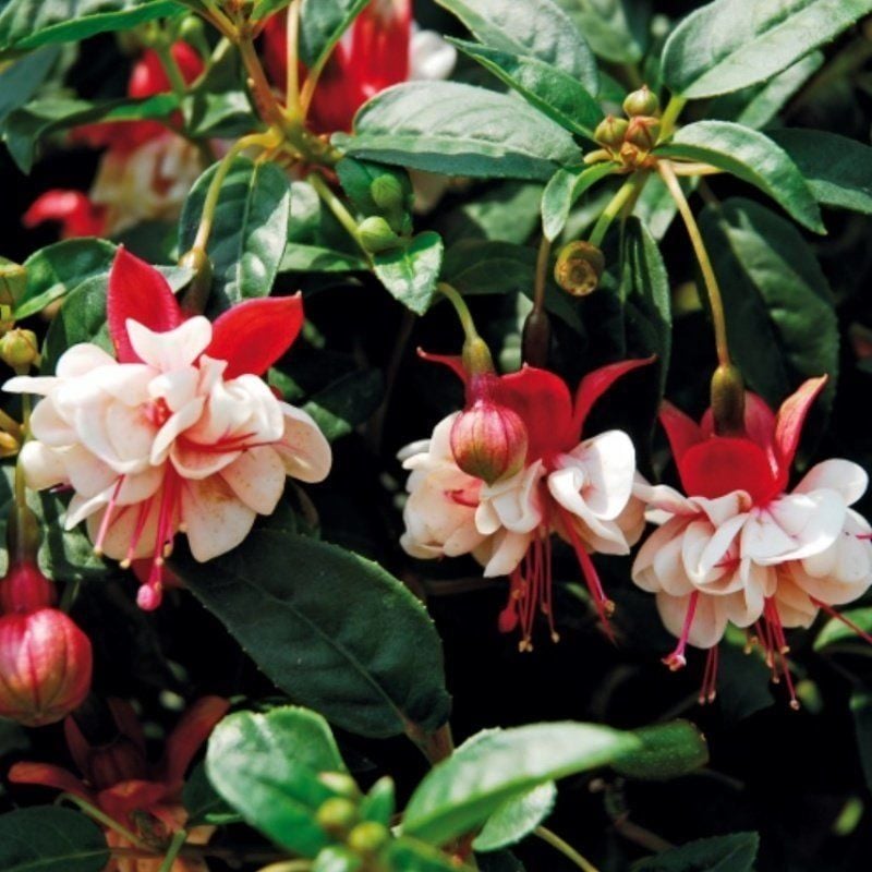 General Monk Red White İri Çiçekli Küpe Çiçeği Fidesi (1 adet)