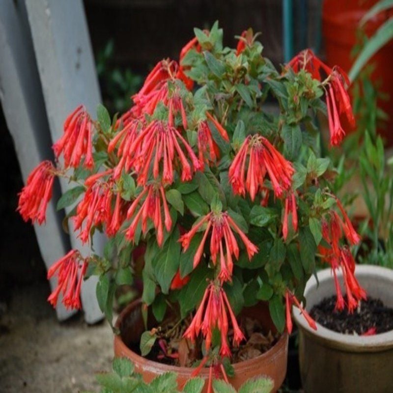 Soğuklara Dayanıklı Koralle Küpe Çiçeği Fidesi (1 Fide)