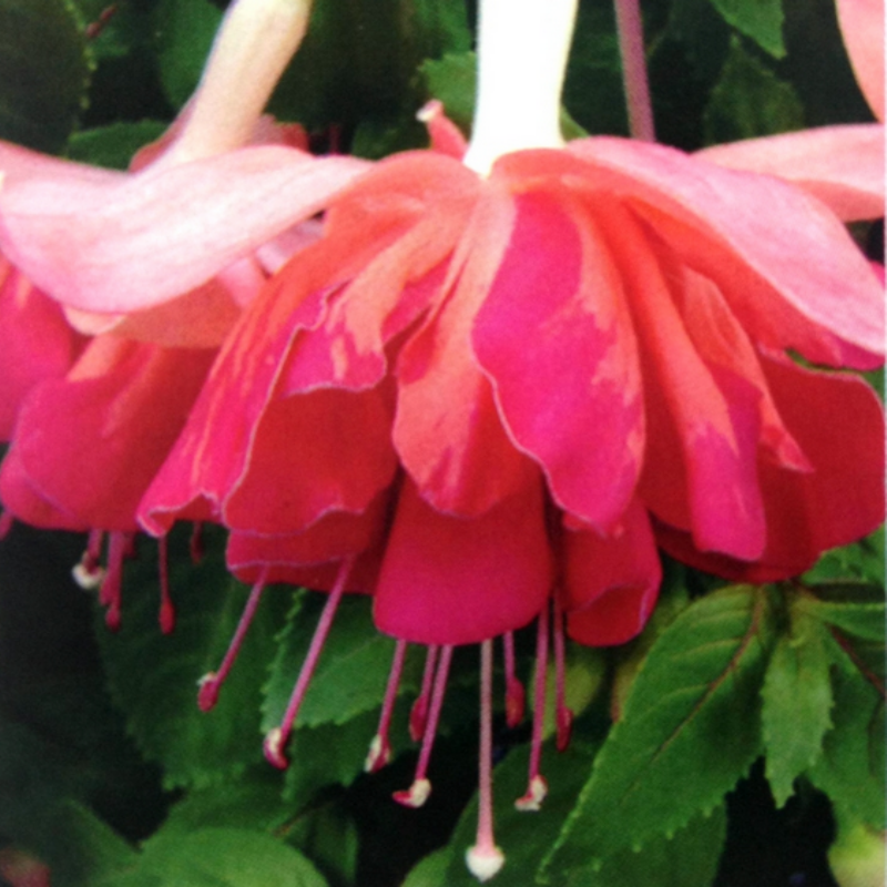 XXL Dev Çiçekli Marbeller Salmon Orange King Küpe Çiçeği Fidesi (1 adet)