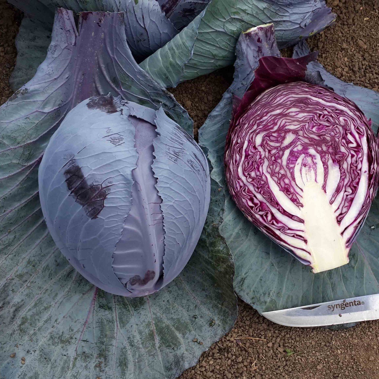Yörem Kırmızı Lahana Fidesi (5 Adet)