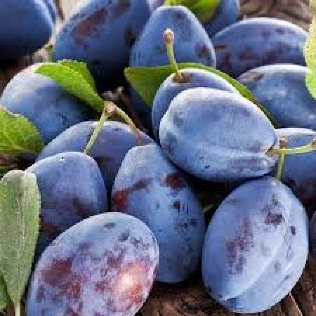 Tüplü Geleneksel Mürdüm Eriği Fidanı