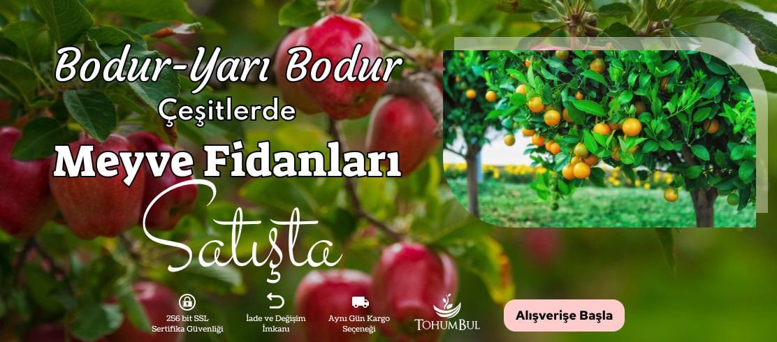 Meyve Fidanları