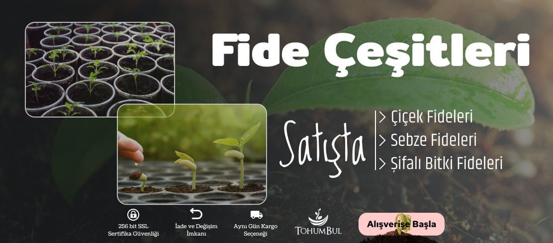 Fide Çeşitleri